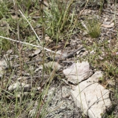 Cymbopogon refractus at Michelago, NSW - 12 Jan 2019 09:52 AM