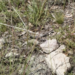 Cymbopogon refractus at Michelago, NSW - 12 Jan 2019