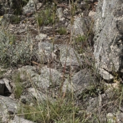 Cymbopogon refractus at Michelago, NSW - 12 Jan 2019