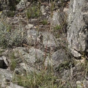 Cymbopogon refractus at Michelago, NSW - 12 Jan 2019