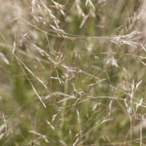 Lachnagrostis filiformis at Michelago, NSW - 3 Dec 2018 12:18 PM