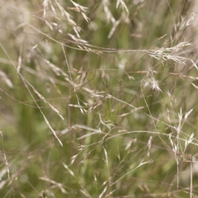 Lachnagrostis filiformis (Blown Grass) at Illilanga & Baroona - 3 Dec 2018 by Illilanga
