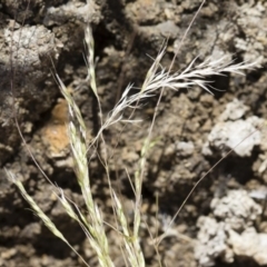 Lachnagrostis filiformis at Michelago, NSW - 3 Dec 2018 12:18 PM