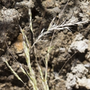 Lachnagrostis filiformis at Michelago, NSW - 3 Dec 2018