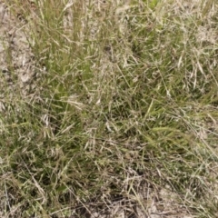 Lachnagrostis filiformis at Michelago, NSW - 3 Dec 2018