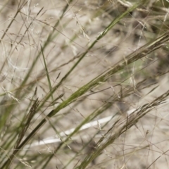 Lachnagrostis filiformis at Michelago, NSW - 3 Dec 2018