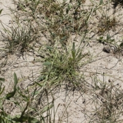 Lachnagrostis filiformis at Michelago, NSW - 3 Dec 2018 12:18 PM