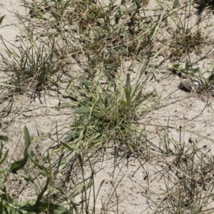 Lachnagrostis filiformis at Michelago, NSW - 3 Dec 2018 12:18 PM