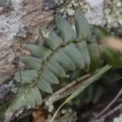 Pellaea calidirupium (Hot Rock Fern) at Michelago, NSW - 17 Mar 2019 by Illilanga