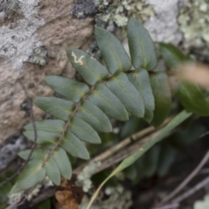 Pellaea calidirupium at Illilanga & Baroona - 17 Mar 2019