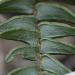 Pellaea calidirupium at Illilanga & Baroona - 17 Mar 2019