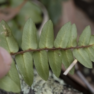 Pellaea calidirupium at Illilanga & Baroona - 17 Mar 2019