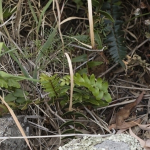 Pellaea calidirupium at Illilanga & Baroona - 17 Mar 2019