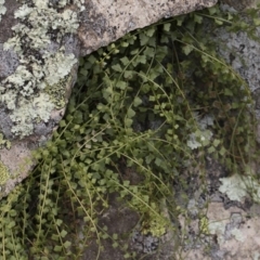 Asplenium flabellifolium (Necklace Fern) at Michelago, NSW - 17 Mar 2019 by Illilanga