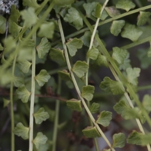 Asplenium flabellifolium at Illilanga & Baroona - 17 Mar 2019