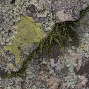 Asplenium flabellifolium at Illilanga & Baroona - 17 Mar 2019 11:45 AM