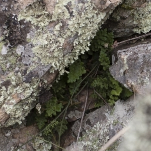 Asplenium subglandulosum at Illilanga & Baroona - 17 Mar 2019 11:47 AM