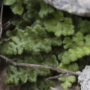 Asplenium subglandulosum at Illilanga & Baroona - 17 Mar 2019 11:47 AM