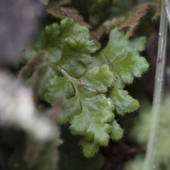 Asplenium subglandulosum at Illilanga & Baroona - 17 Mar 2019 11:47 AM