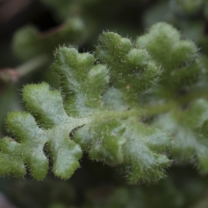 Asplenium subglandulosum at Illilanga & Baroona - 17 Mar 2019 11:47 AM