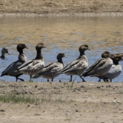 Chenonetta jubata (Australian Wood Duck) at Illilanga & Baroona - 3 Dec 2018 by Illilanga