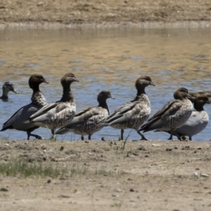 Chenonetta jubata at Michelago, NSW - 3 Dec 2018 12:27 PM
