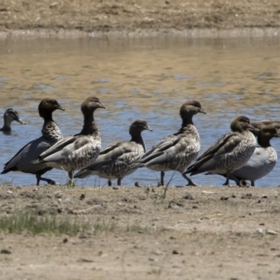 Chenonetta jubata (Australian Wood Duck) at Michelago, NSW - 3 Dec 2018 by Illilanga