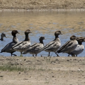 Chenonetta jubata at Michelago, NSW - 3 Dec 2018