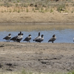 Chenonetta jubata at Michelago, NSW - 3 Dec 2018 12:27 PM