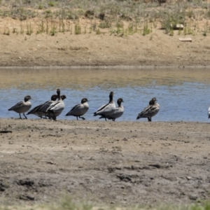 Chenonetta jubata at Michelago, NSW - 3 Dec 2018