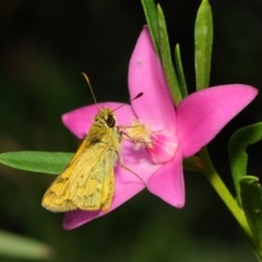 Ocybadistes walkeri (Green Grass-dart) at Acton, ACT - 17 Mar 2019 by TimL