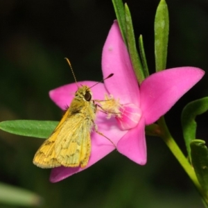 Ocybadistes walkeri at Acton, ACT - 17 Mar 2019