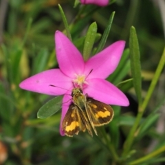 Ocybadistes walkeri at Acton, ACT - 17 Mar 2019 01:07 PM