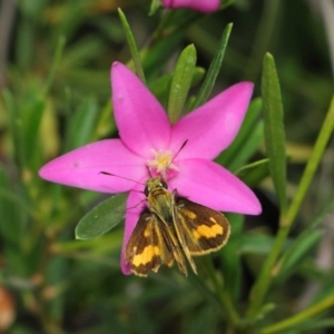 Ocybadistes walkeri at Acton, ACT - 17 Mar 2019