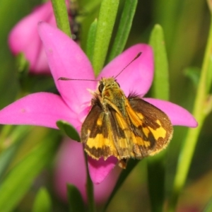 Ocybadistes walkeri at Acton, ACT - 17 Mar 2019