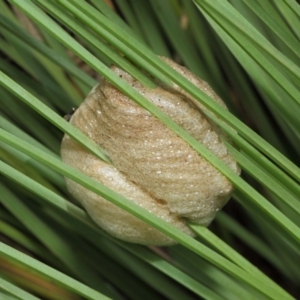 Mantidae - egg case (family) at Acton, ACT - 18 Mar 2019