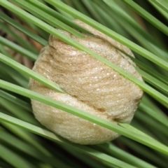 Mantidae - egg case (family) at Acton, ACT - 18 Mar 2019