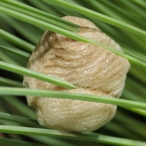 Mantidae - egg case (family) at Acton, ACT - 18 Mar 2019