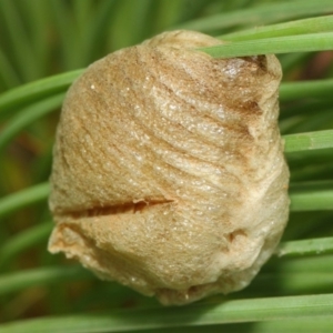 Mantidae - egg case (family) at Acton, ACT - 18 Mar 2019