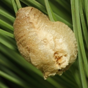 Mantidae - egg case (family) at Acton, ACT - 18 Mar 2019