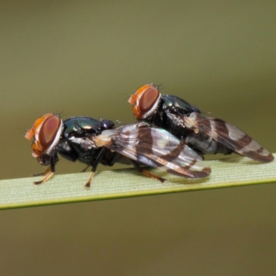 Lenophila achilles (Spider mimicking signal fly) at ANBG - 17 Mar 2019 by TimL