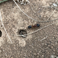 Camponotus consobrinus (Banded sugar ant) at Griffith Woodland - 24 Mar 2019 by ianandlibby1