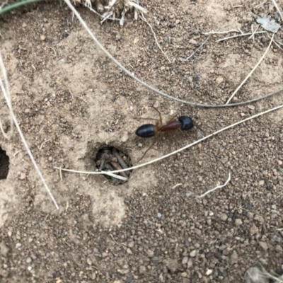 Camponotus consobrinus (Banded sugar ant) at Griffith, ACT - 25 Mar 2019 by ianandlibby1