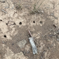 Camponotus consobrinus at Griffith, ACT - 25 Mar 2019