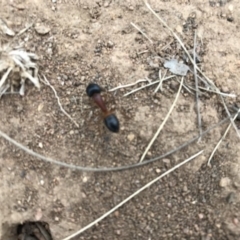 Camponotus consobrinus at Griffith, ACT - 25 Mar 2019 12:00 AM