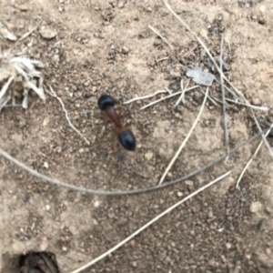 Camponotus consobrinus at Griffith, ACT - 25 Mar 2019 12:00 AM