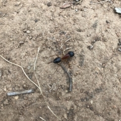 Camponotus consobrinus at Griffith, ACT - 25 Mar 2019