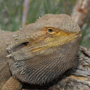 Pogona barbata at Hackett, ACT - 17 Mar 2019