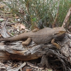 Pogona barbata at Hackett, ACT - 17 Mar 2019