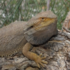 Pogona barbata at Hackett, ACT - suppressed